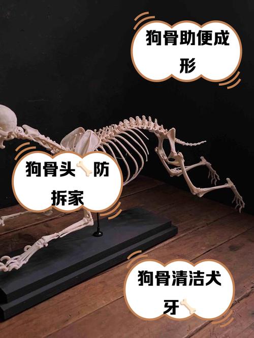 狗狗护食骨头不护食粮，如何纠正？（狗狗不护食但是护骨头）