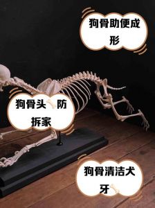 狗狗护食骨头不护食粮，如何纠正？（狗狗不护食但是护骨头）
