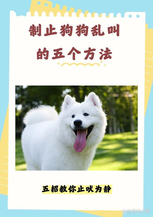 权威规则加奖励，耐心训练多陪伴（狗狗不听话的解决方法）