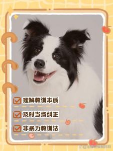 及时适度，奖励为主（如何正确惩罚狗狗不听话）