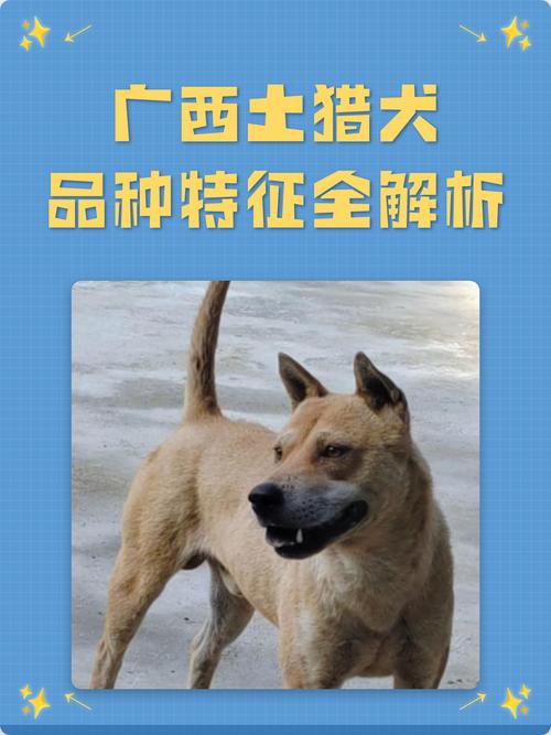 头大嘴方耳立，体匀肉壮毛密，勇忠聪明（如何挑选好的土猎狗）