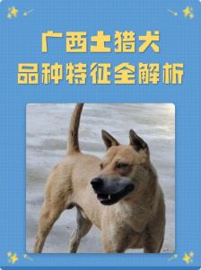 头大嘴方耳立，体匀肉壮毛密，勇忠聪明（如何挑选好的土猎狗）