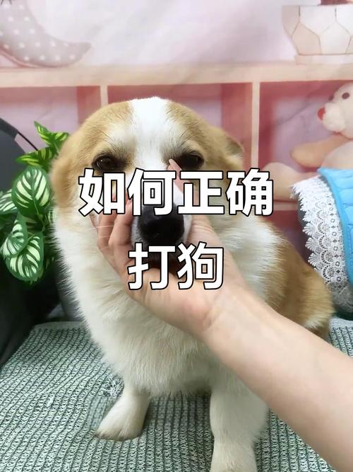 不同部位应对方法（惩罚狗狗打哪里比较好）