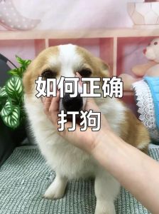 不同部位应对方法（惩罚狗狗打哪里比较好）