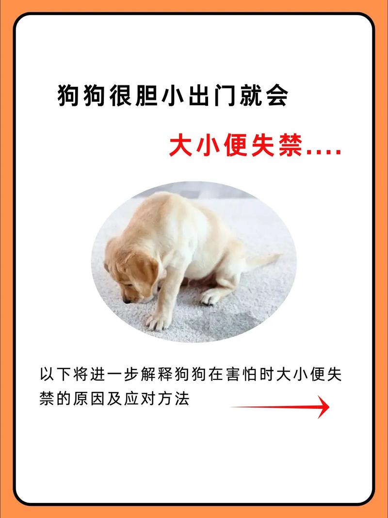胆小狗狗怎么办？安抚训练有妙招（狗狗特别胆小敏感怎么办）