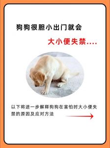 胆小狗狗怎么办？安抚训练有妙招（狗狗特别胆小敏感怎么办）