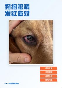 狗狗呲牙眼睛红？别怕，看懂它的小情绪！（狗狗呲牙眼都红了是要咬人吗）