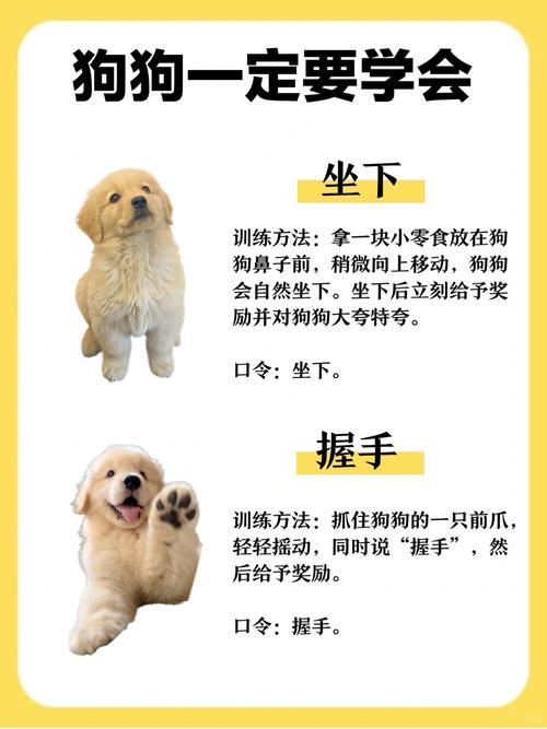 专注唤回随行，建立感情（训狗模式夜场最简单三个步骤）