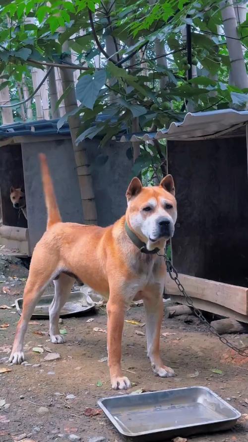 忠诚猎犬，守护家园，需加强保护（广西最好土猎狗图片）