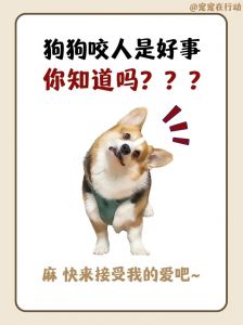 爱与忠诚的守护（狗为什么打死都不咬主人）