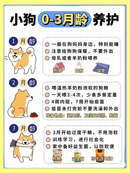 别洗澡喂食乱出门，健康饮食是关键（新手养狗5大忌3建议）
