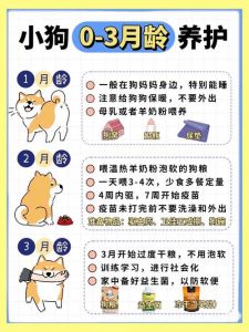 别洗澡喂食乱出门，健康饮食是关键（新手养狗5大忌3建议）