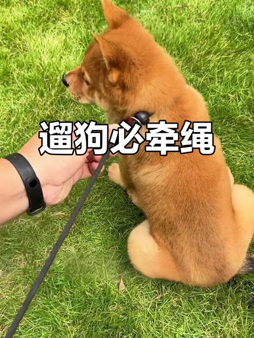 安全遛狗绳结教程，狗狗爱玩绳又安全（小狗狗怎么用绳子拴住）
