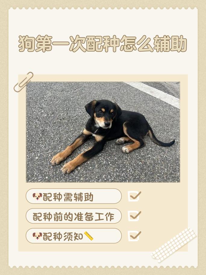 健康互动需平等尊重（女生怎么乖乖给男朋友当小狗）