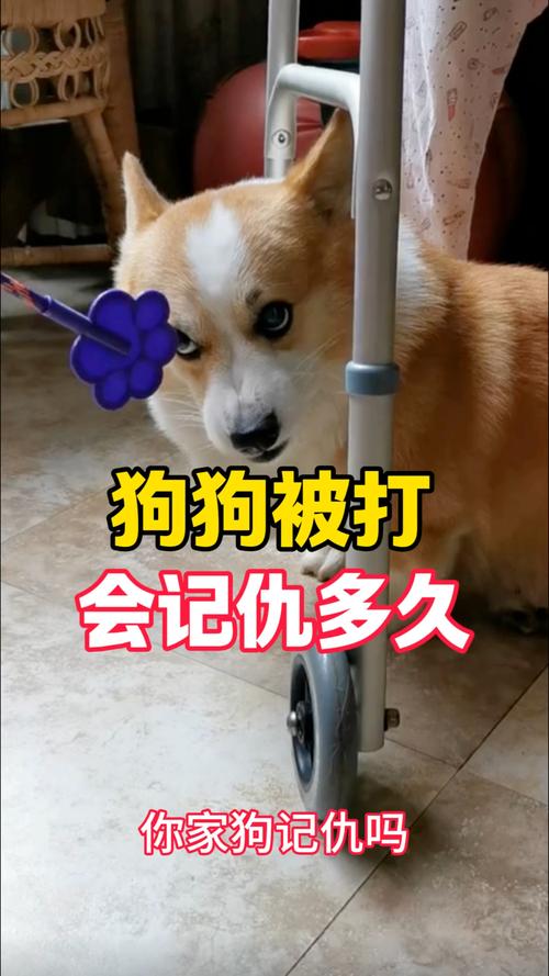 狗狗挨打会害怕，多奖励少惩罚（狗狗被主人打了会记恨主人吗）