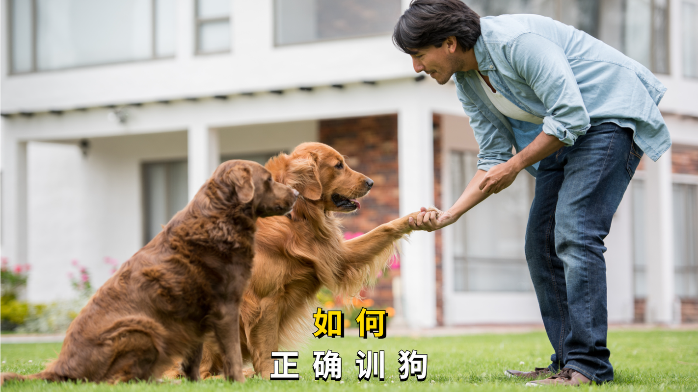 训狗要奖惩分明，耐心引导，增感情（驯狗或是训狗）