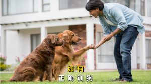 训狗要奖惩分明，耐心引导，增感情（驯狗或是训狗）