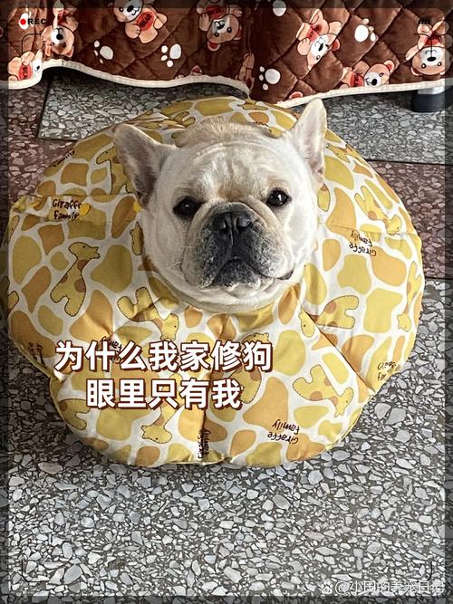 我家狗不敢看我，如何建立信任？（我家狗不敢正眼看我）