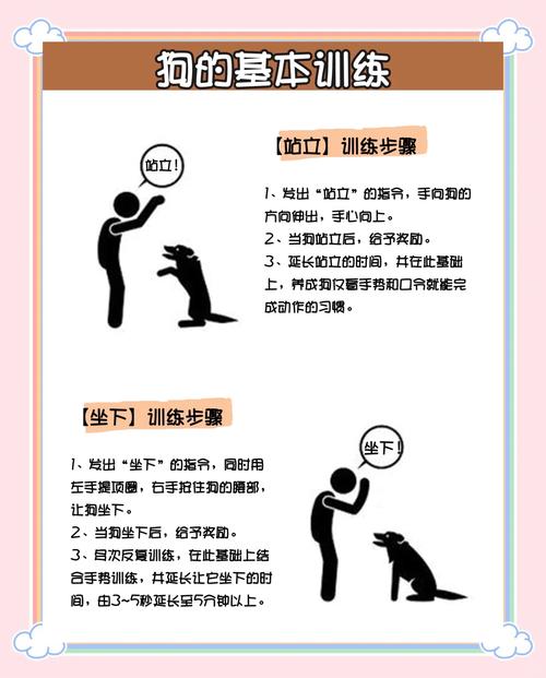 互动信任，零食夸奖，快乐学指令！（新手训狗的方法大全）
