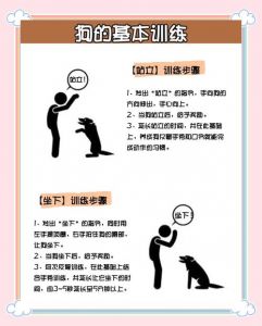 手势密码，提升服从与等待训练（18种训练狗狗的指令）