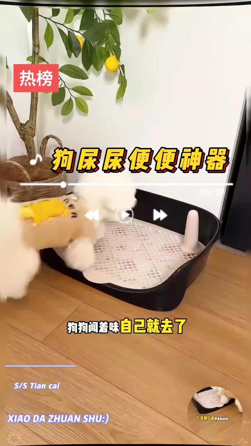 狗狗憋尿不上盆？多喝水多带它出门！（狗狗憋着尿不上尿盆里用什么方法）