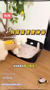 狗狗憋尿不上盆？多喝水多带它出门！（狗狗憋着尿不上尿盆里用什么方法）