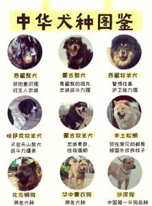 胆大土狗怎么挑？选对品种行为稳！（怎么挑选胆大凶狠的土狗）
