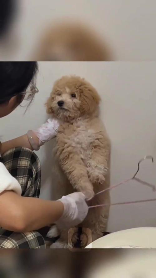 狗狗叫唤怎么办？理解原因正强化（教训狗的时候狗叫唤）
