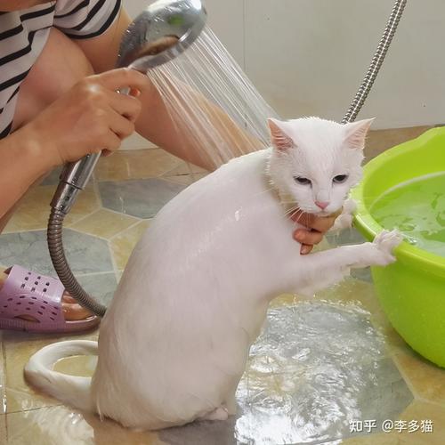 安抚+清洁+吹干（怎么帮猫咪在家洗澡）