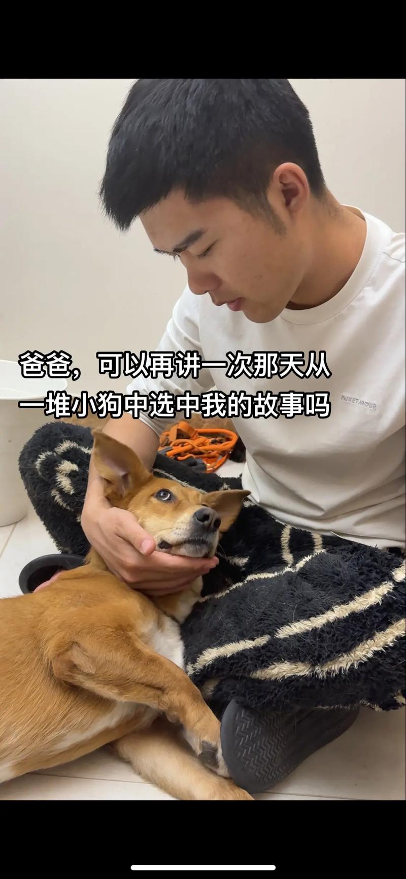 梦见挑小狗，预示新机遇与情感联结（梦到自己在挑选小狗）