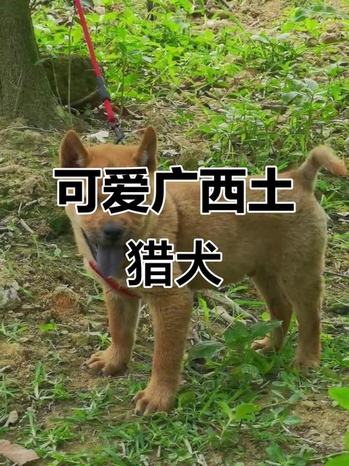 选广西土猎狗看智慧勇，选健康伴侣看综合（广西土猎狗挑选口诀）