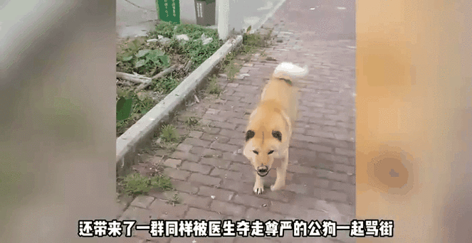 狗狗被打易短期应激，科学正向训练更有效（狗狗会记恨主人打骂吗）