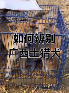 忠诚守护，体健美观（土猎狗挑选口诀带图）