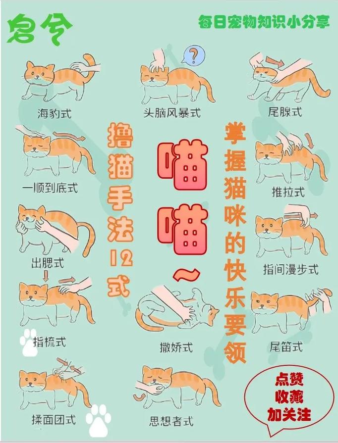 猫咪不听话怎么办？正向训练更有效！（怎么让猫乖乖听话）