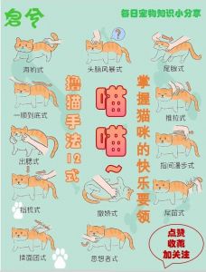 猫咪不听话怎么办？正向训练更有效！（怎么让猫乖乖听话）