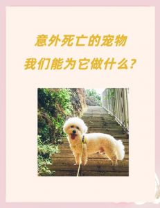 合规处理遗体，火化或土葬选对地方（狗狗离世怎样处理后事）