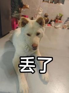 爱哭包总裁与小狗的治愈故事（总裁先生的家养小狗）