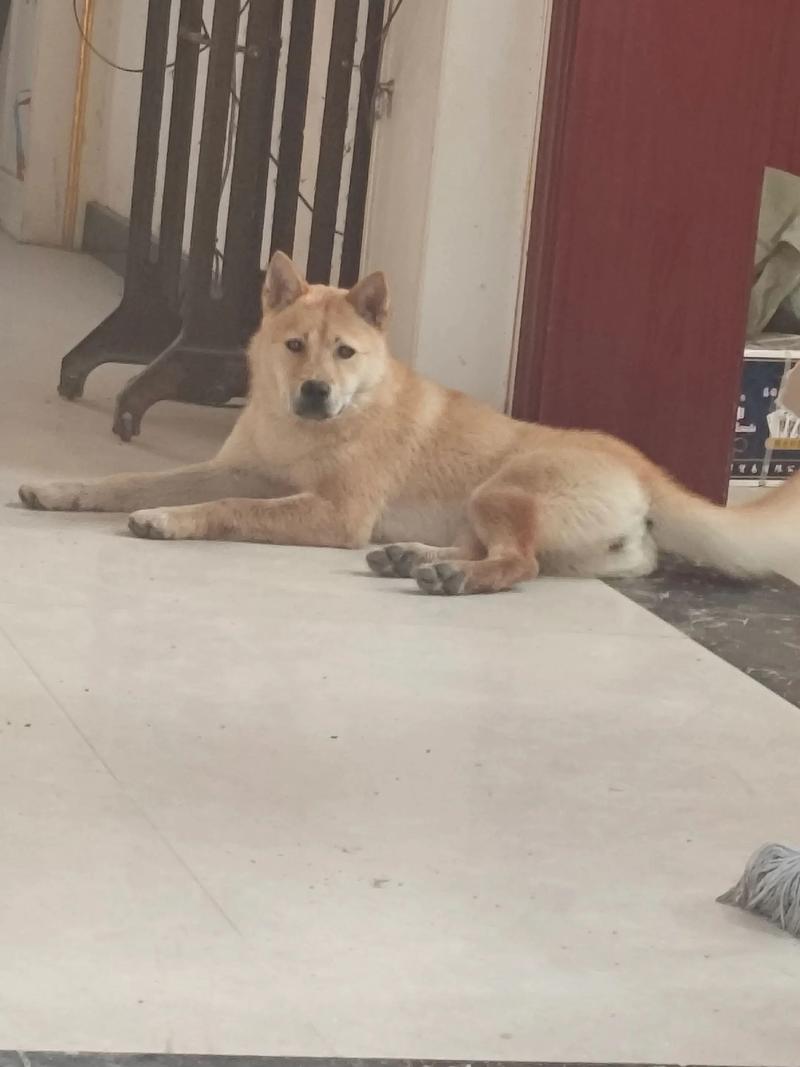 忠诚猎犬，守护家园，需加强保护（广西最好土猎狗图片）