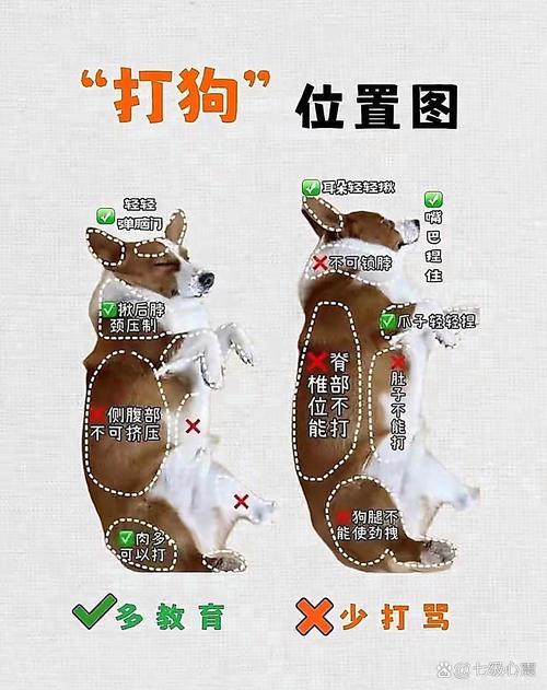 抚摸狗狗下巴胸口耳根，别摸腹部爪垫尾巴尖（应该抓小狗狗哪里）