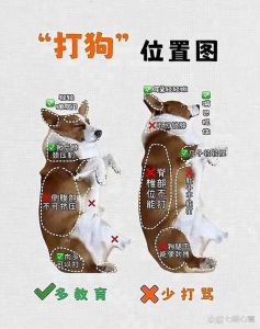 狗狗犯错别事后打骂，立即严肃制止并奖励（如何让狗知道叫不过来会被惩罚）