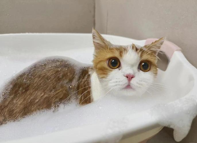 怕水猫洗澡全攻略（给猫咪洗澡的正确方法）