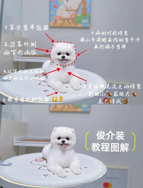 博美狗剪毛技巧与标准造型(怎么样给博美狗剪毛) 博美狗剪毛技巧与标准造型(怎么样给博美狗剪毛)