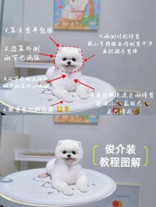 博美狗剪毛技巧与标准造型（怎么样给博美狗剪毛）