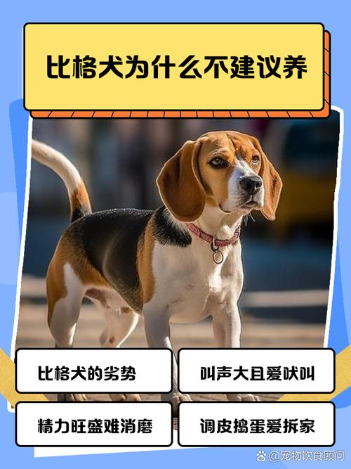 胆小犬也能成理想家庭成员（胆子小的狗狗能不能养）