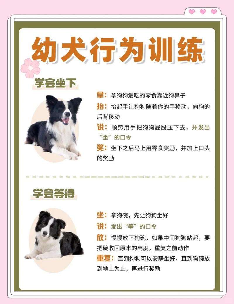坚定引导，正向激励，建立感情（如何让小母狗训练听话）