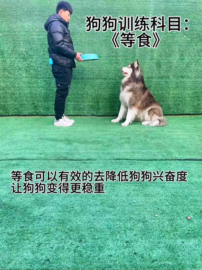 手势比口令教狗更直观，减少混淆，提升服从（训狗的口令及手势图解）