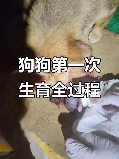 土狗生小狗全程呵护，从补饲到领养全攻略（土狗生了小狗怎么处理）