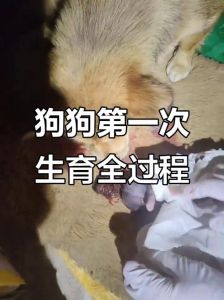 土狗生小狗全程呵护，从补饲到领养全攻略（土狗生了小狗怎么处理）