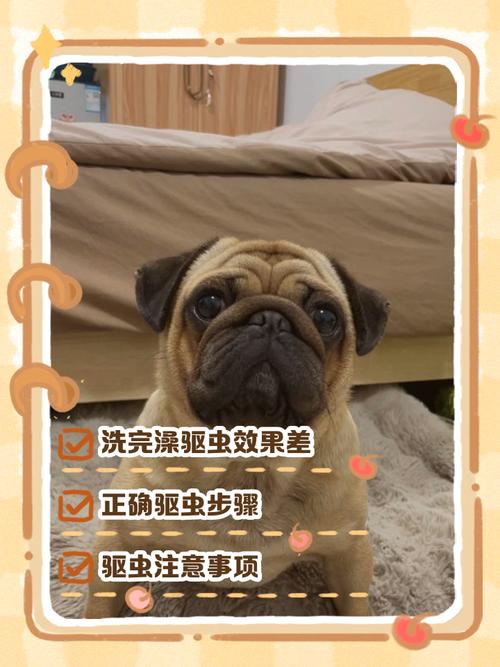 狗狗洗澡后别马上驱虫，先看状态（小狗洗完澡多久做驱虫）