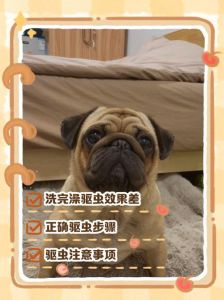 狗狗洗澡后别马上驱虫，先看状态（小狗洗完澡多久做驱虫）